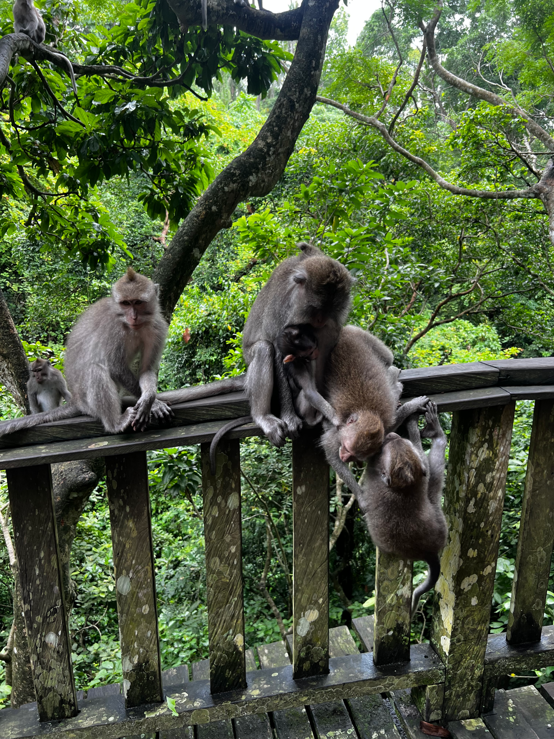 Ubud Majomerdő